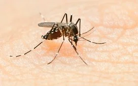 Aedes-Stechmücke auf der Haut eines Menschen.