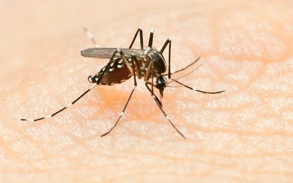 Aedes-Stechmücke auf der Haut eines Menschen.