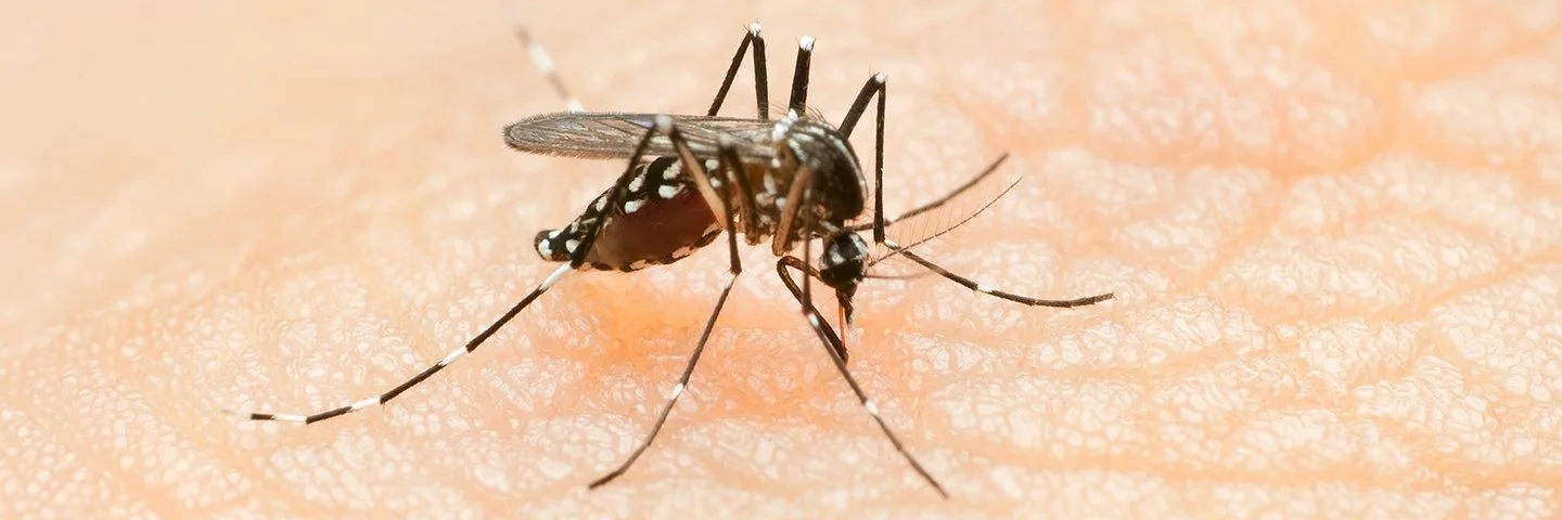 Aedes-Stechmücke auf der Haut eines Menschen.