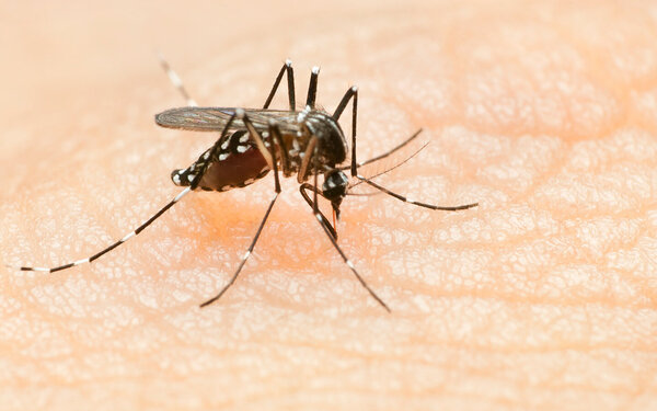 Aedes-Stechmücke auf der Haut eines Menschen.