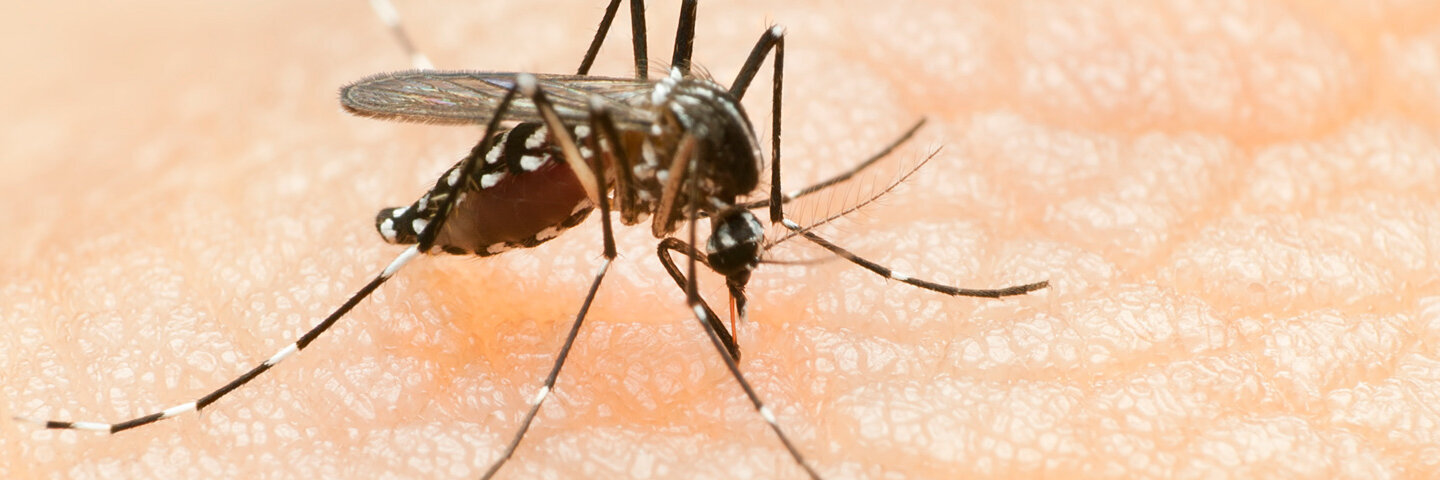 Aedes-Stechmücke auf der Haut eines Menschen.