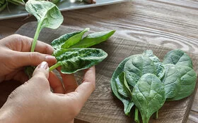 Frisch geernteter Spinat schmeckt toll in Frühlings-Rezepten.