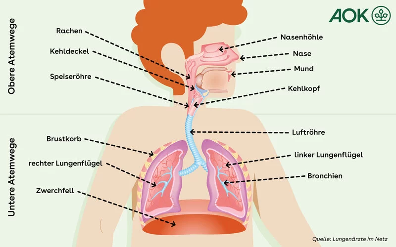 Grafik über den Aufbau der oberen und unteren Atemwege