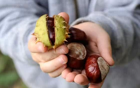 Kastanien sind zum Basteln super geeignet und sehr vielseitig.