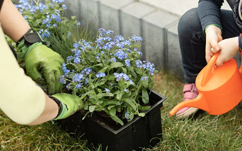 Allergikerin pflanzt allergenarme Pflanze Vergissmeinnicht in Blumentopf.