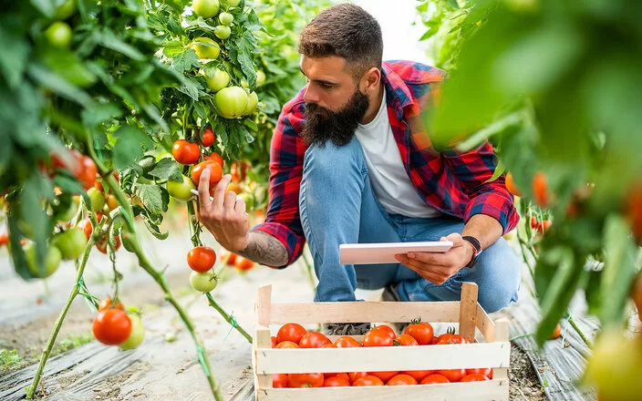 Ein Mann erntet Tomaten, die biologisch angebaut wurden.