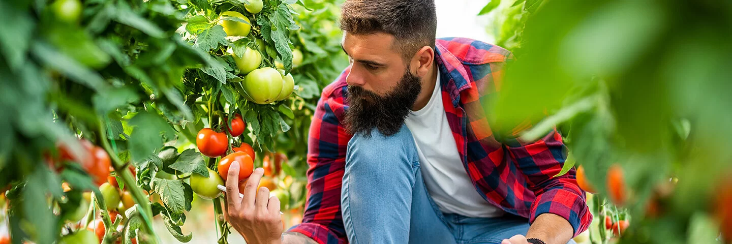 Ein Mann erntet Tomaten, die biologisch angebaut wurden.