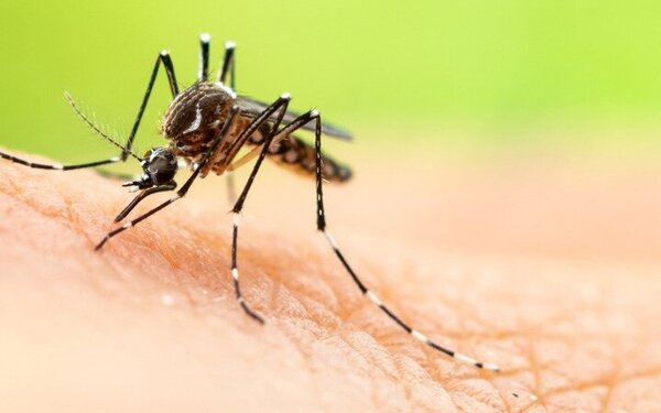 Gelbfieber-Mücke saugt Blut auf der Haut