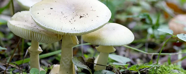 Giftige Pilze im Wald.