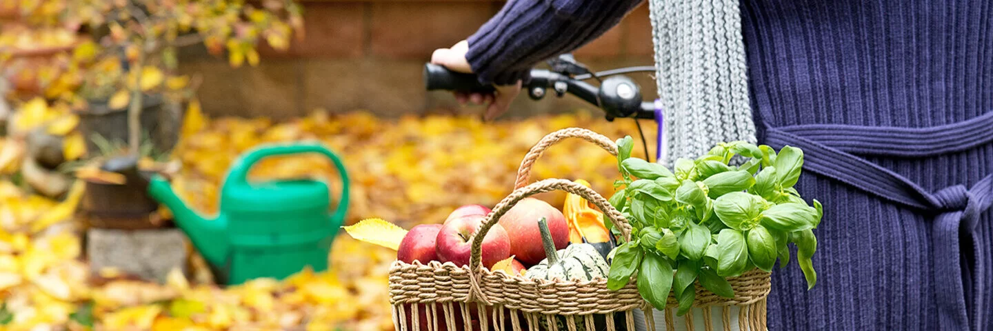 Ein Mensch schiebt ein Fahrrad und transportiert auf dem Gepäckträger einen Korb gefüllt mit klimafreundlichen Lebensmitteln wie Äpfeln aus der Region.