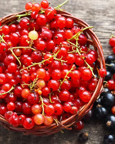 Auf einem rustikalen Holztisch stehen rote Johannisbeeren in einer kleinen Schüssel, daneben liegen rote und schwarze Beeren direkt auf dem Tisch.