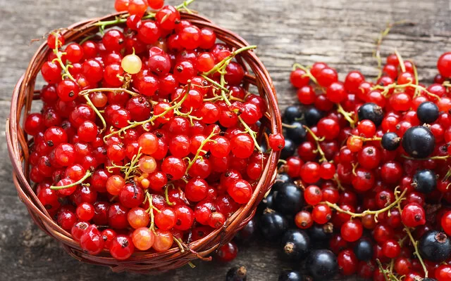 Auf einem rustikalen Holztisch stehen rote Johannisbeeren in einer kleinen Schüssel, daneben liegen rote und schwarze Beeren direkt auf dem Tisch.