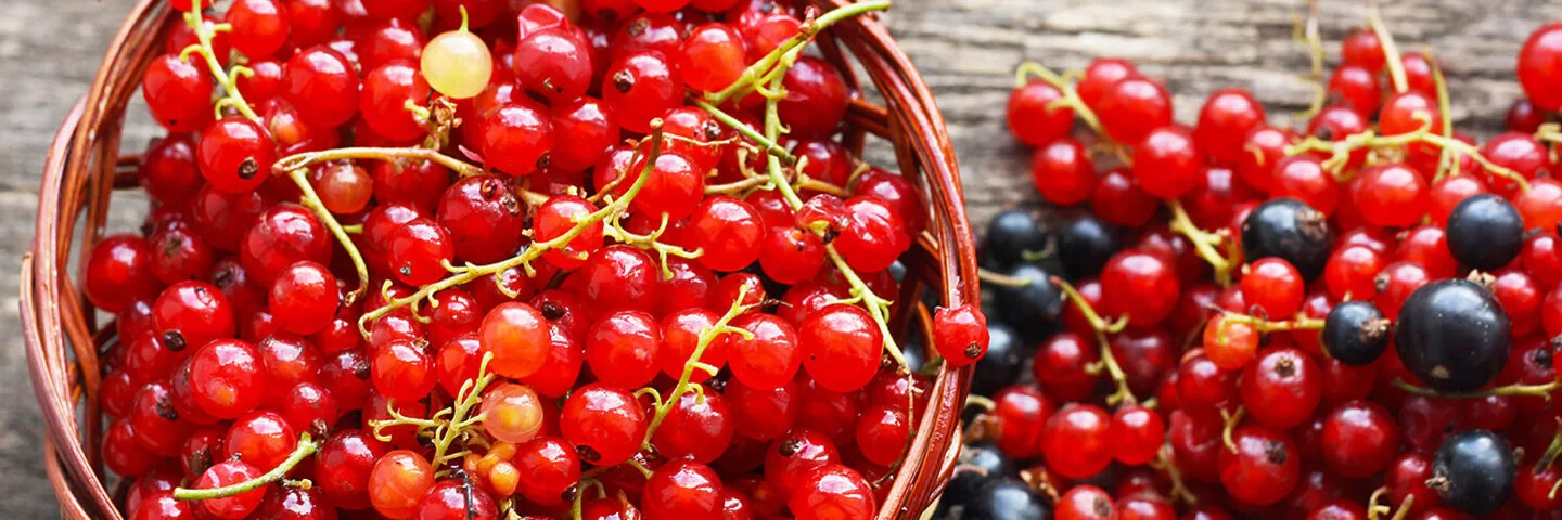 Auf einem rustikalen Holztisch stehen rote Johannisbeeren in einer kleinen Schüssel, daneben liegen rote und schwarze Beeren direkt auf dem Tisch.