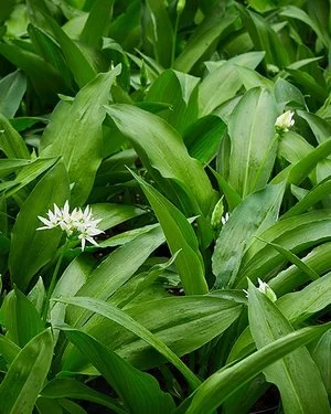 Frische Bärlauchblätter und einzelne weiße Blüten.