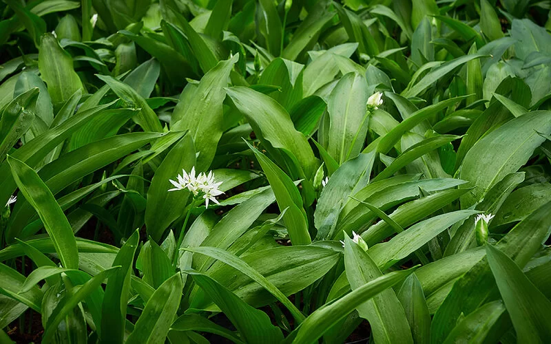 Frische Bärlauchblätter und einzelne weiße Blüten.