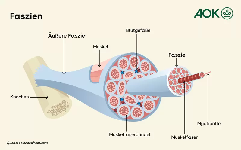 Grafik zum Aufbau eines Muskels und die Lage der Faszien.