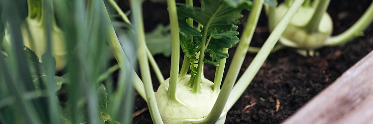 Mehrere Kohlrabiknollen in einem Hochbeet kurz vor der Ernte.