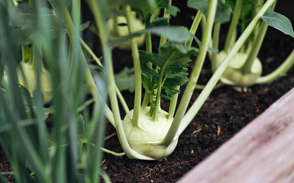 Mehrere Kohlrabiknollen in einem Hochbeet kurz vor der Ernte.