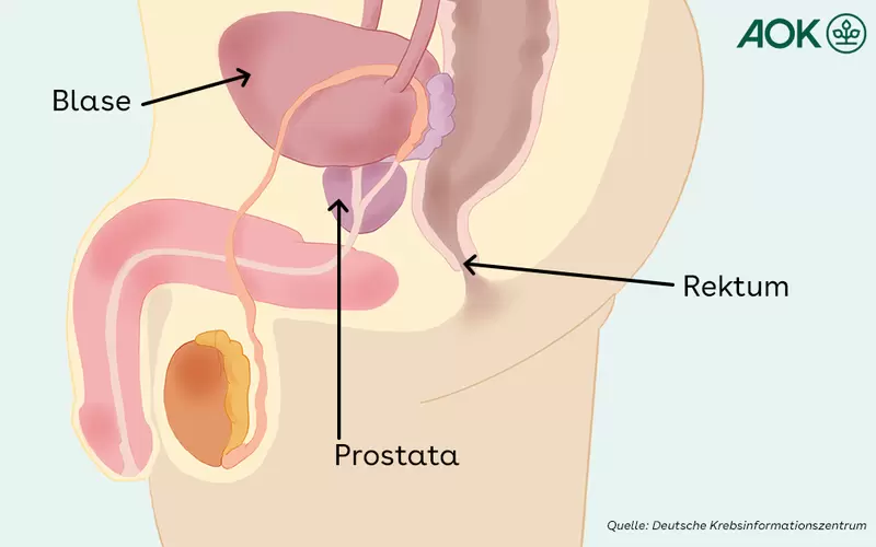 Die Lage der Vorsteherdrüse (Prostata) des Mannes.