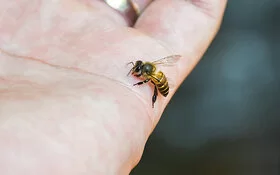 Eine Biene krabbelt über die Handfläche.