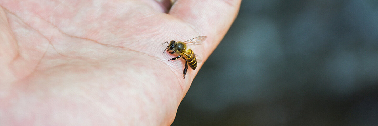 Eine Biene krabbelt über die Handfläche.