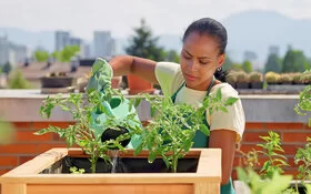 Eine Frau gießt junge Gemüsepflanzen in einem Hochbeet auf dem Dach.