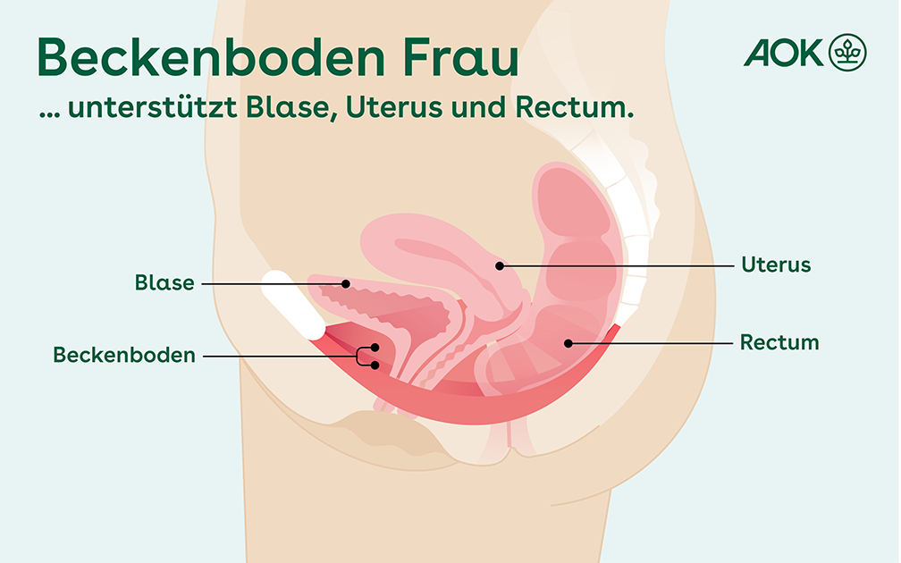 Die Grafik zeigt einen Querschnitt durch den Beckenboden einer Frau.