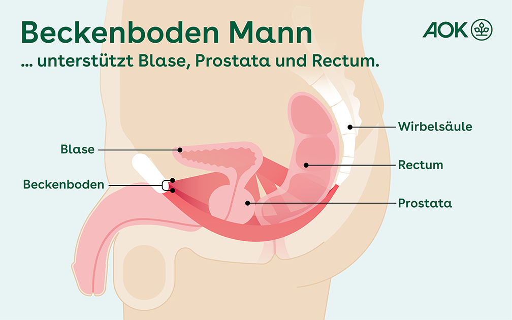 Die Grafik zeigt einen Querschnitt durch den Beckenboden eines Mannes.