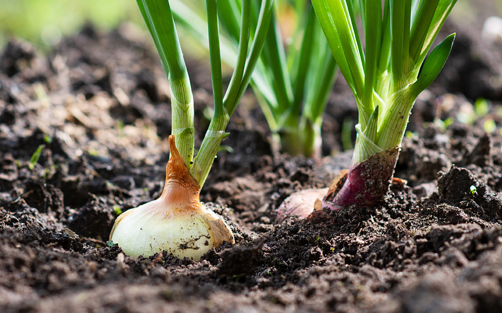 Natrlicher Dnger: So geht nachhaltiges Dngen in Haus und Garten