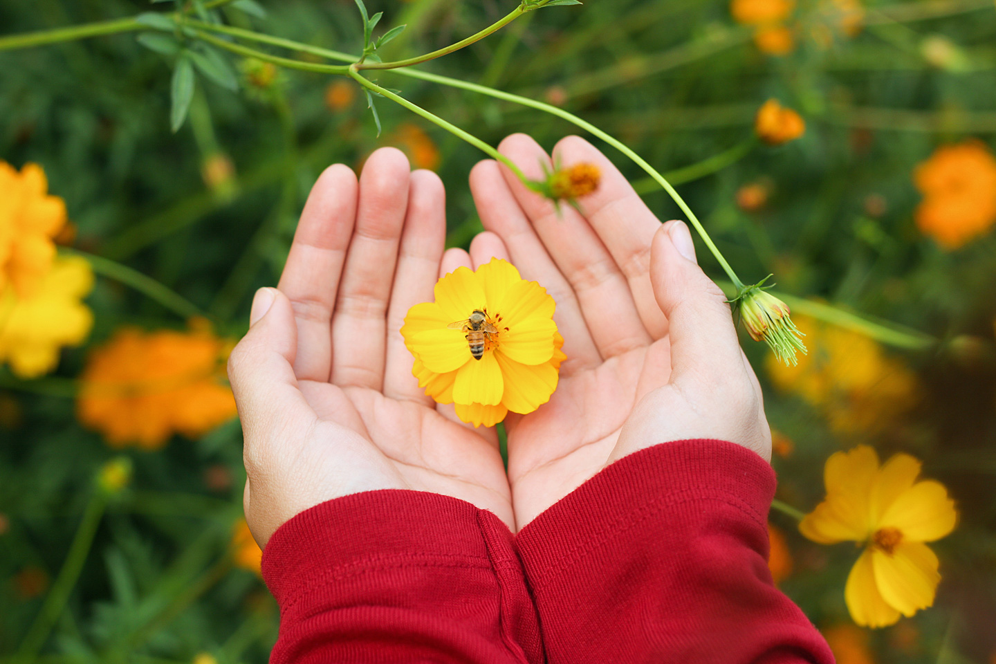 Eine Frau hält eine gelbe Blüte mit einer Biene in der Hand. Wildblumen machen den Garten insektenfreundlich.