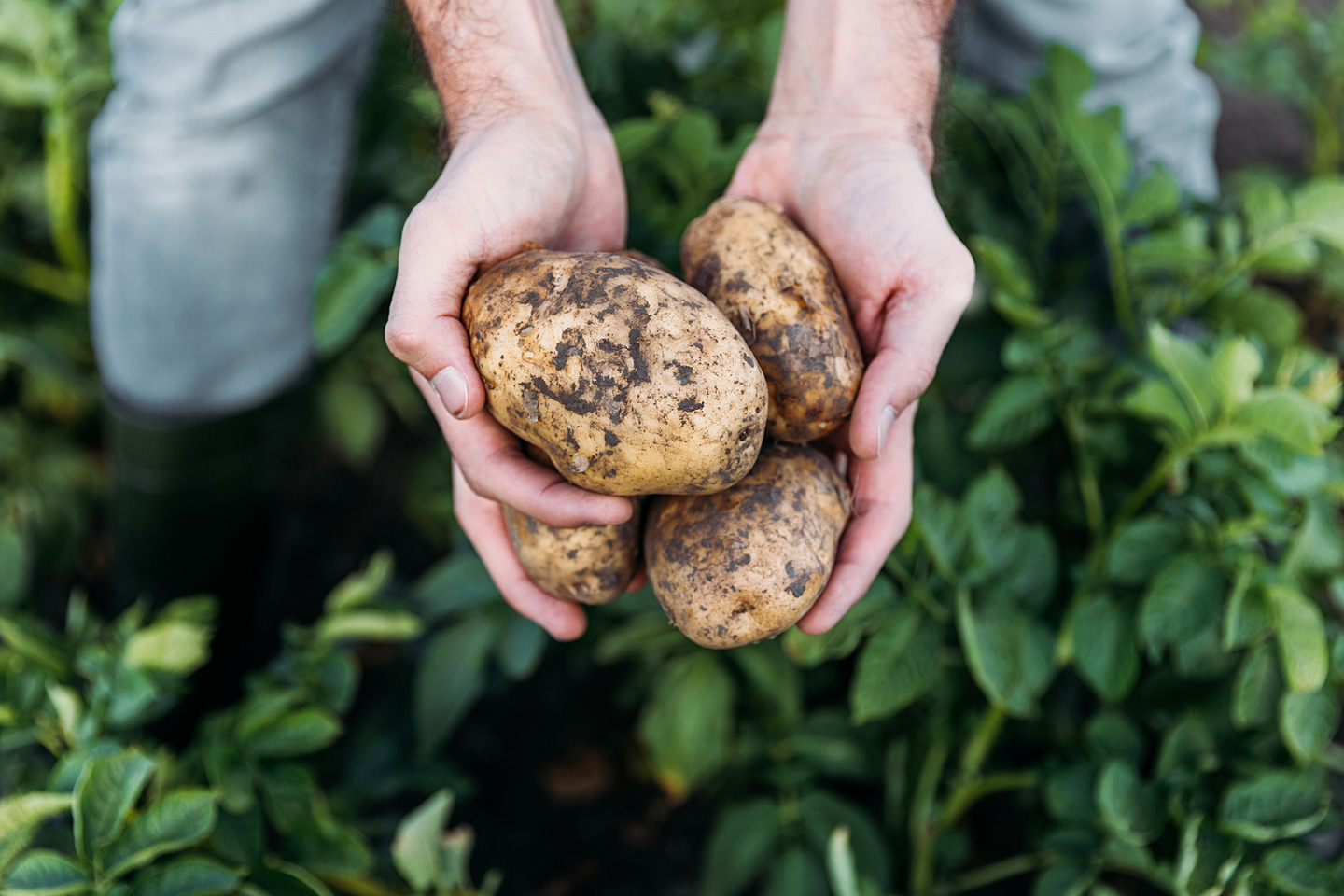 Ein Landwirt hält Kartoffeln, frisch aus der Erde, in der Hand.