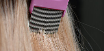 Ein L&auml;usekamm k&auml;mmt durch blondes Haar.