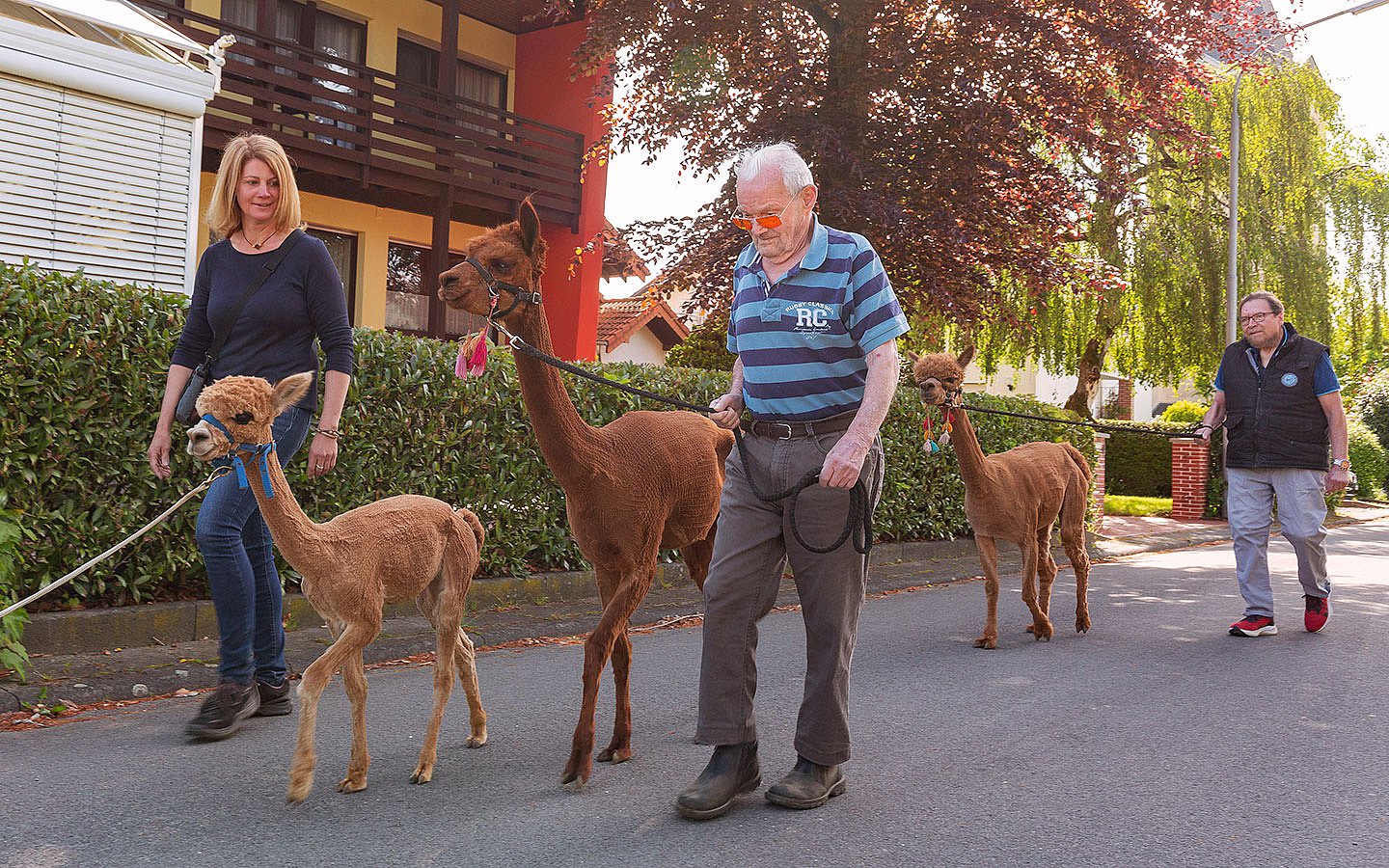 Leben auf einem Pflegebauernhof Foto: Bewohnerinnen und Bewohner eines Pflegebauernhofs laufen mit Alpakas eine Straße entlang.