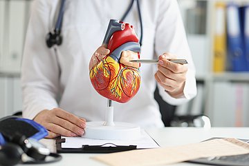 Herzerkrankungen in Westfalen-Lippe Eine Ärztin sitzt im Behandlungszimmer am Schreibtisch auf dem ein Herzmodell steht, an dem sie mit Hilfe eines Stifts etwas zeigt.