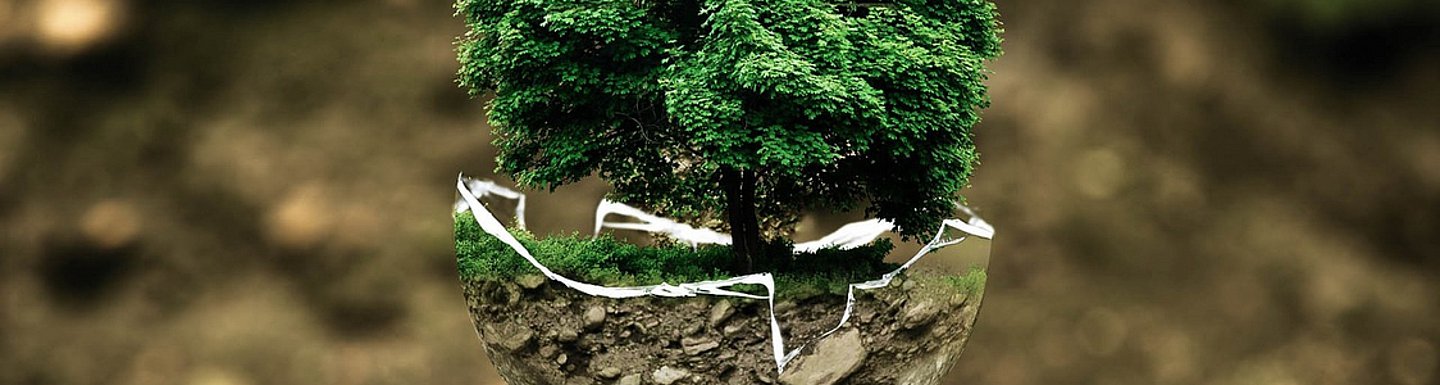 Ein junger Baum wächst aus einer zersplitterten Kugel