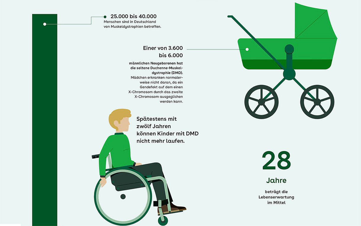 Grafik Muskeldystrophien: Fakten rund um das Erkrankungsbild