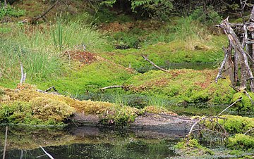Pfrunger-Burgweiler Ried Landschaftsbild aus dem Pfrunger-Burgweiler Ried