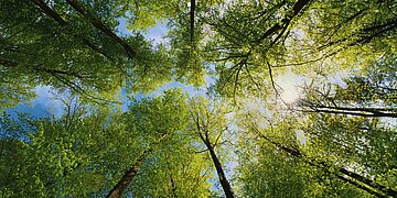 Betrachtende sehen aus der Froschperspektive, den Blick in den Himmel gerichtet, viele B&auml;ume von unten, deren sattgr&uuml;nes Laub sich vom blauen Himmel im Hintergrund abhebt. 