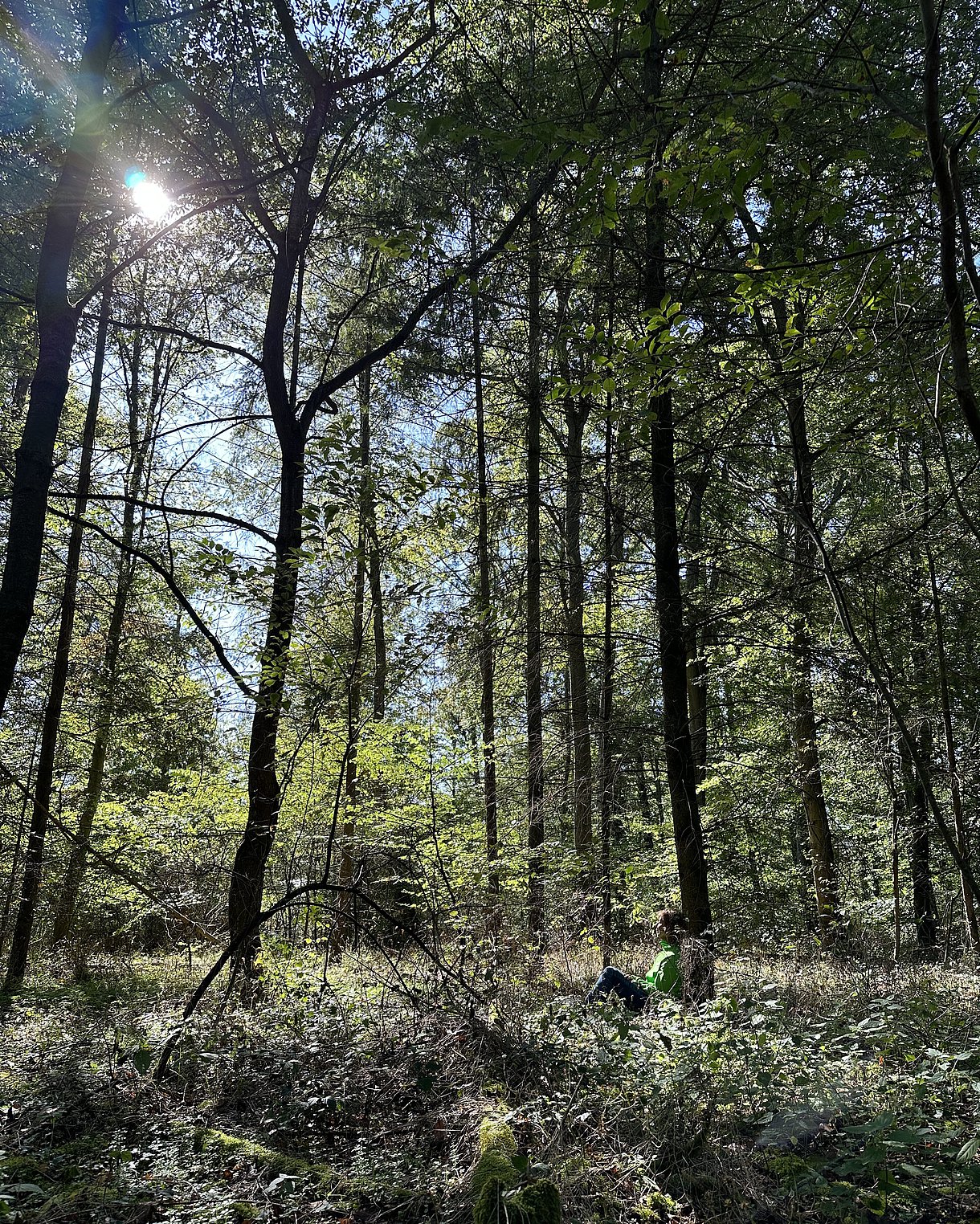 Bäume in einem Wald