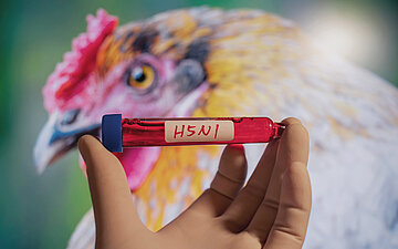 Foto: Probenr&ouml;hrchen mit der Aufschrift "H5N1", im Hintergrund ein Huhn.