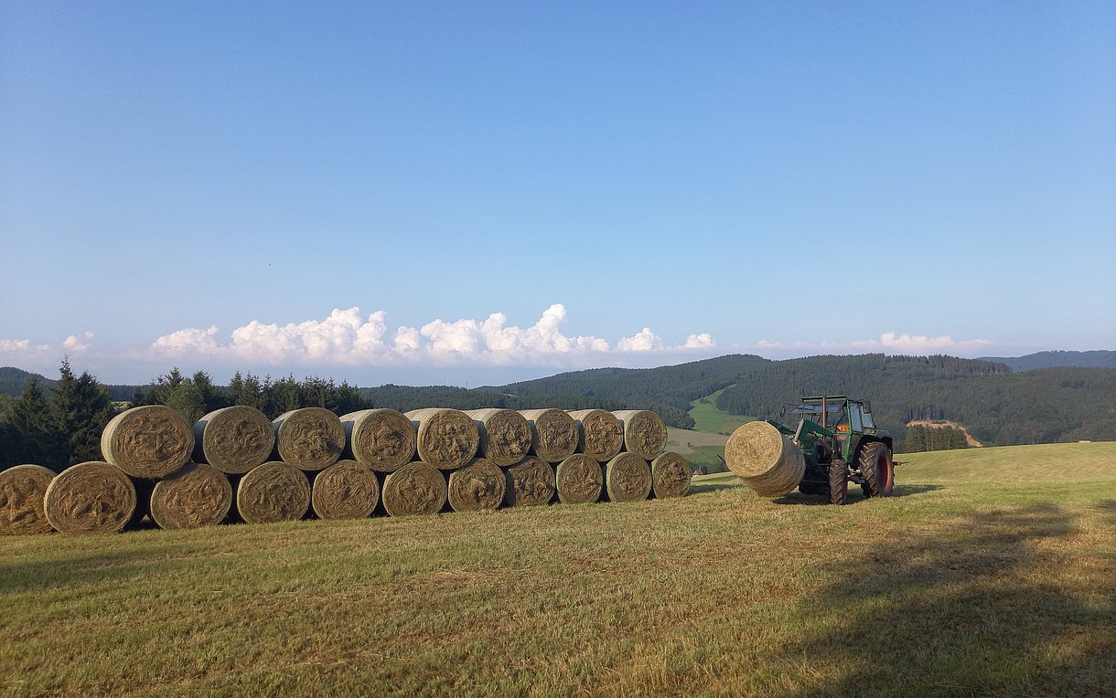 Ein Traktor ordnet Heuballen auf einem abgemähten Feld an.