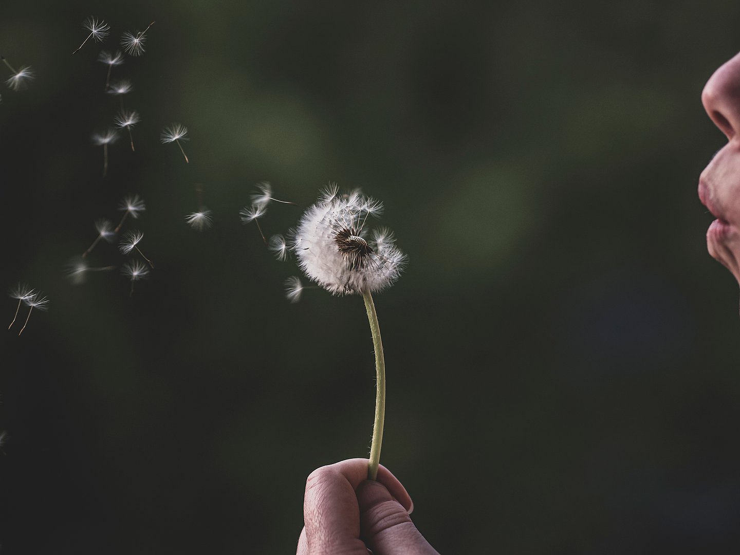 Ein Mensch pustet eine Pusteblume an