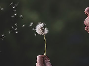 Ein Mensch pustet eine Pusteblume an