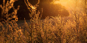 Foto: Herbststimmung mit goldenem Licht auf Pflanzen.