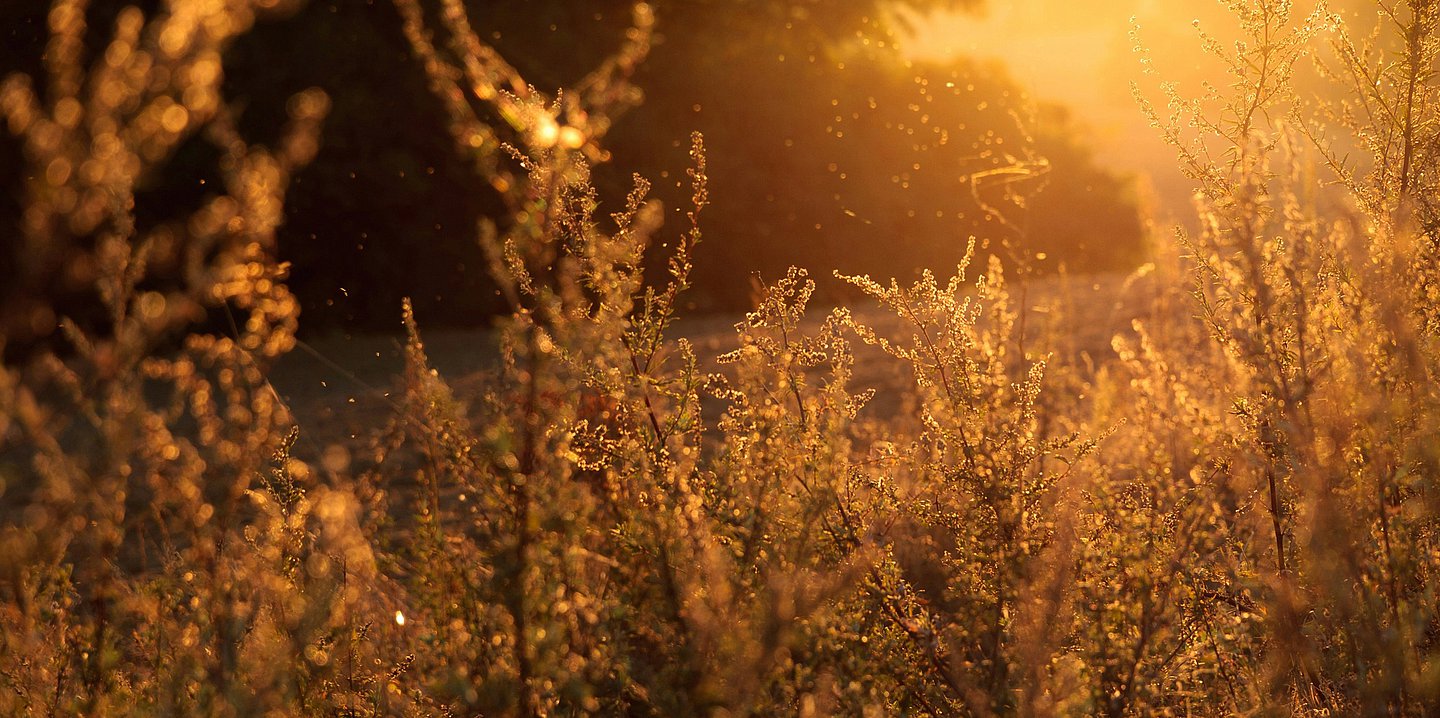 Foto: Herbststimmung mit goldenem Licht auf Pflanzen.