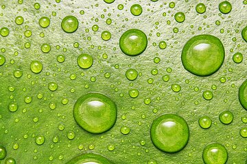 Wassertropfen auf einem hellgr&uuml;nen Blatt