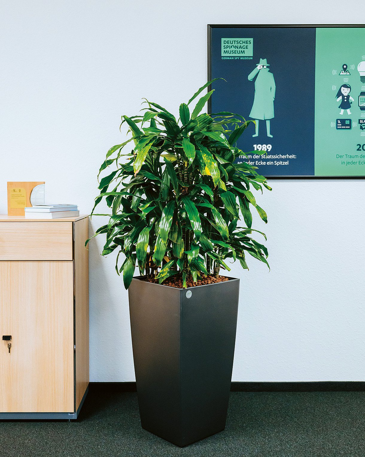An einer Wand steht eine große Zimmerpflanze neben einem Büroschrank. Dahinter hängt ein Bild.