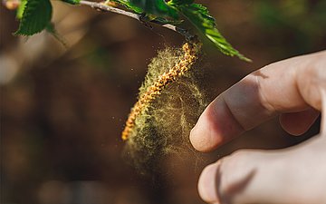 Foto: Eine Hand greift an eine Birkenpolle.