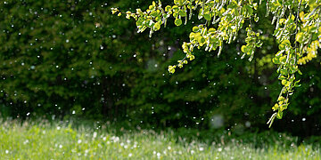 Gr&uuml;ne Baumzweige mit Bl&uuml;tenk&auml;tzchen, w&auml;hrend viele Pollen in der Luft &uuml;ber einer Wiese vor einem Waldhintergrund schweben.