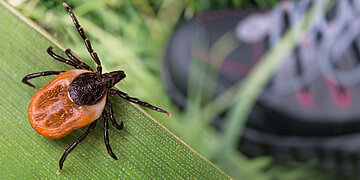 Nahaufnahme einer Zecke mit rotbraunem Hinterleib und dunklem Kopf, die auf einem gr&uuml;nen Grashalm sitzt; im unscharfen Hintergrund ist ein Mensch im Freien zu erkennen.